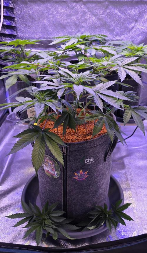 Permanent Marker - Traphouse Genetics. Week 7