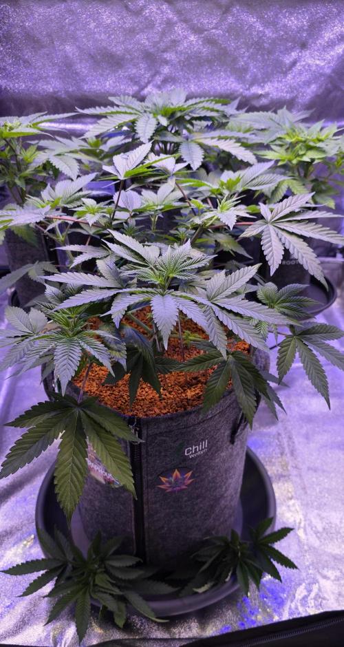 Permanent Marker - Traphouse Genetics. Week 7