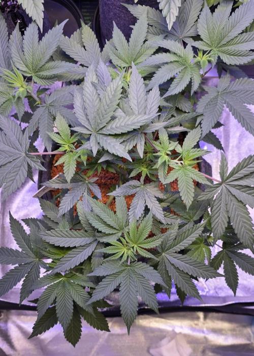 Permanent Marker - Traphouse Genetics. Week 7