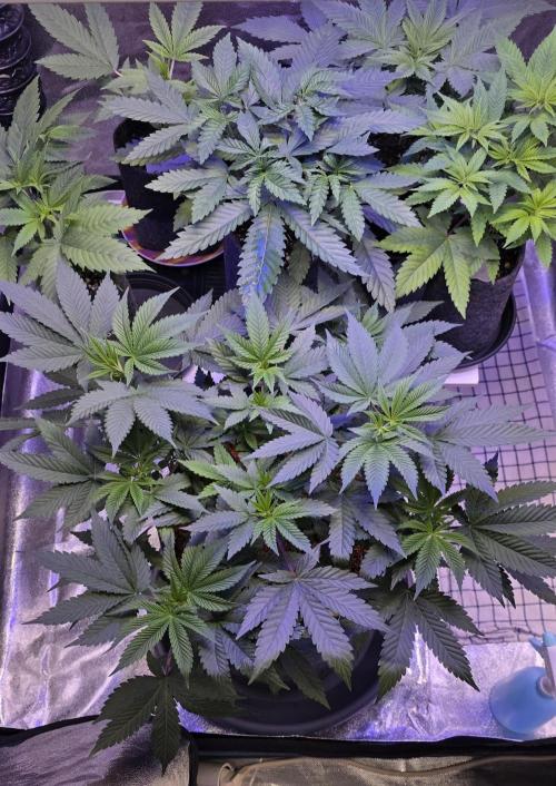 Permanent Marker - Traphouse Genetics. Week 7
