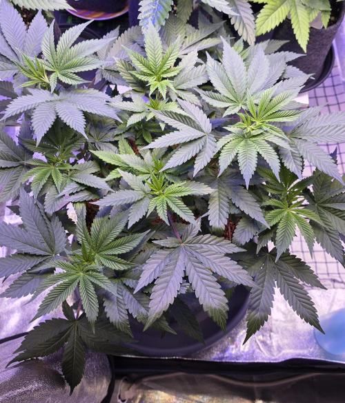 Permanent Marker - Traphouse Genetics. Week 7