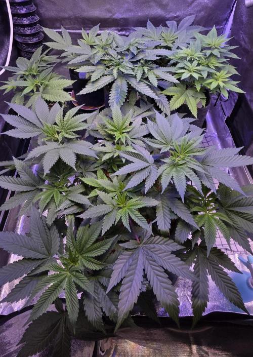 Permanent Marker - Traphouse Genetics. Week 7