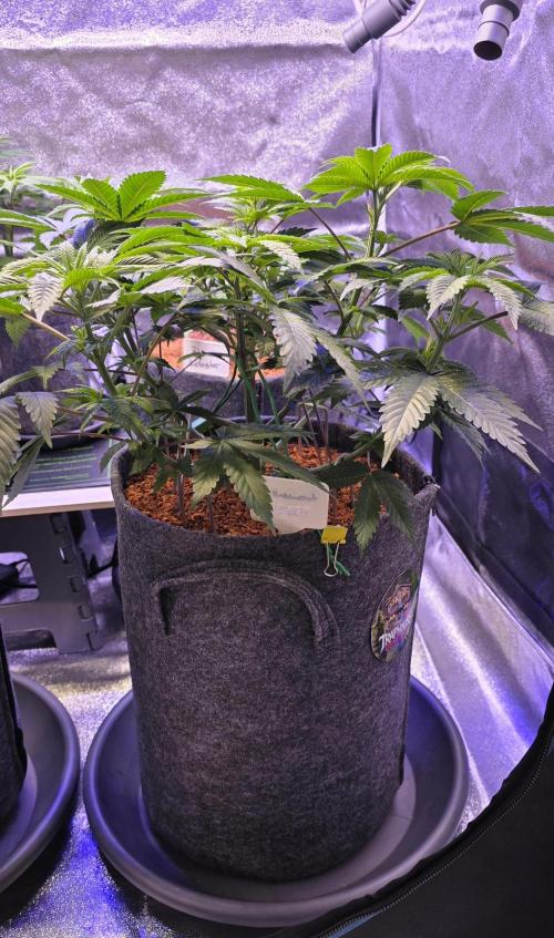 Permanent Marker - Traphouse Genetics. Week 8