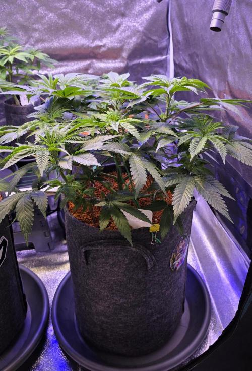 Permanent Marker - Traphouse Genetics. Week 8