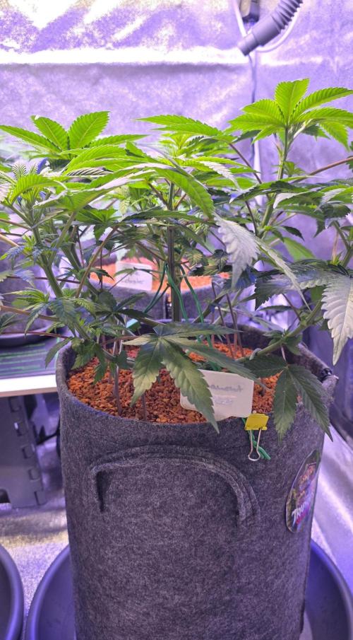 Permanent Marker - Traphouse Genetics. Week 8
