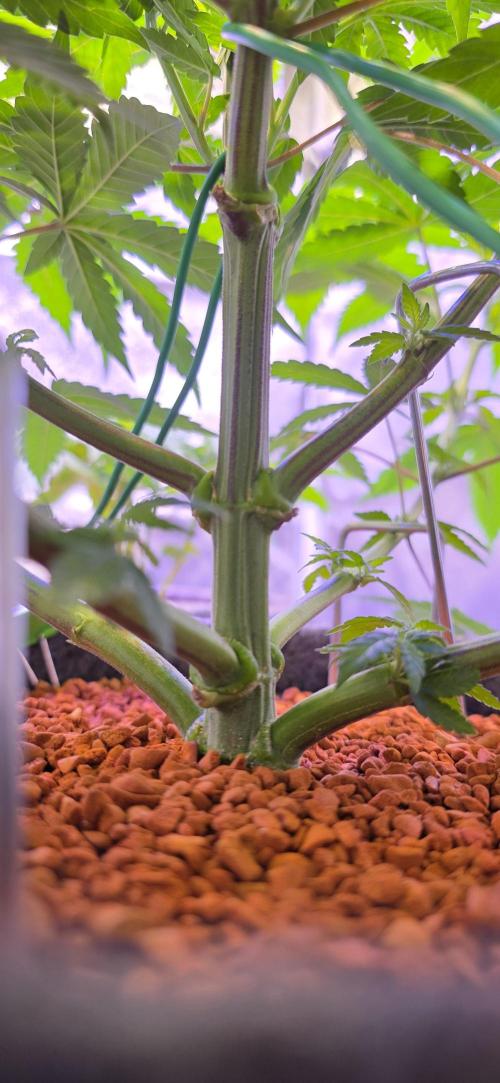 Permanent Marker - Traphouse Genetics. Week 8