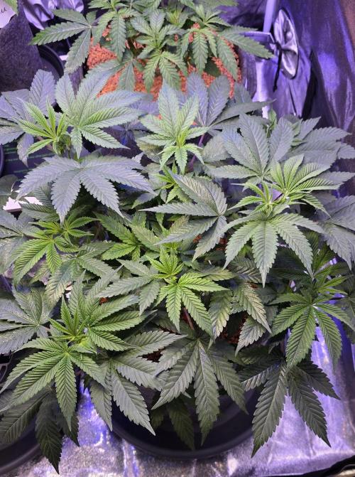 Permanent Marker - Traphouse Genetics. Week 8