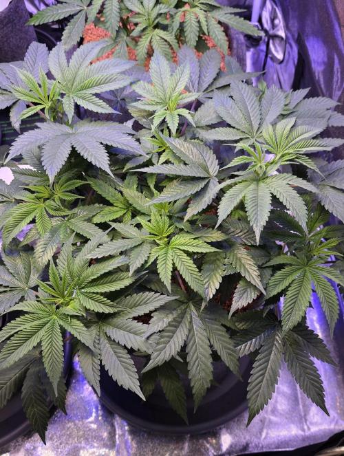 Permanent Marker - Traphouse Genetics. Week 8
