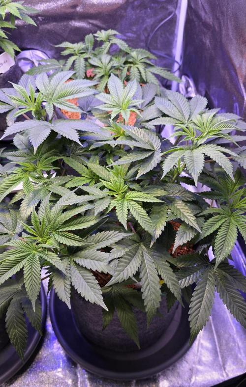 Permanent Marker - Traphouse Genetics. Week 8