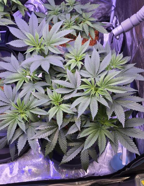 Permanent Marker - Traphouse Genetics. Week 8
