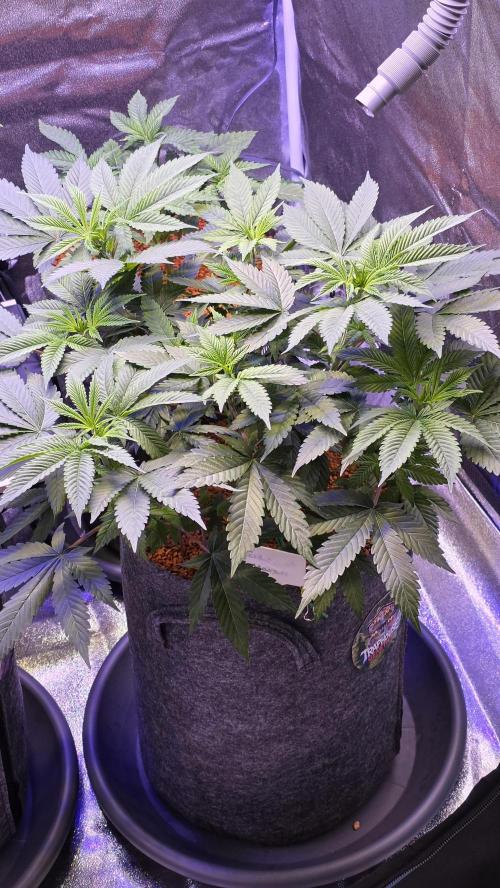 Permanent Marker - Traphouse Genetics. Week 8