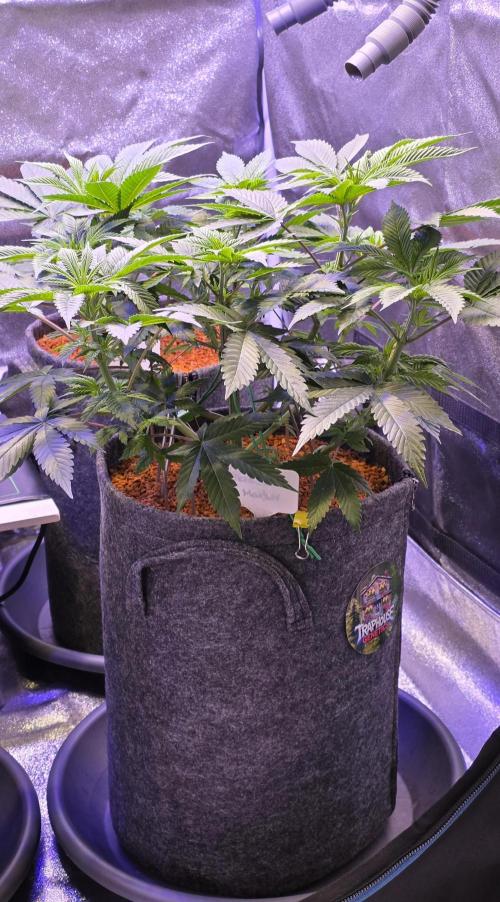 Permanent Marker - Traphouse Genetics. Week 8