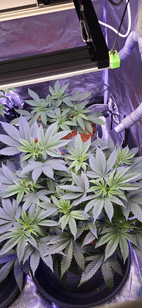 Permanent Marker - Traphouse Genetics. Week 8