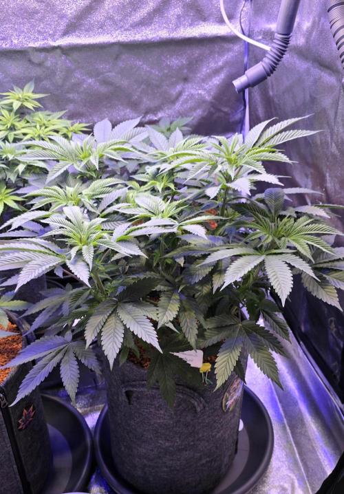 Permanent Marker - Traphouse Genetics. Week 8