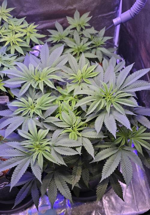 Permanent Marker - Traphouse Genetics. Week 8