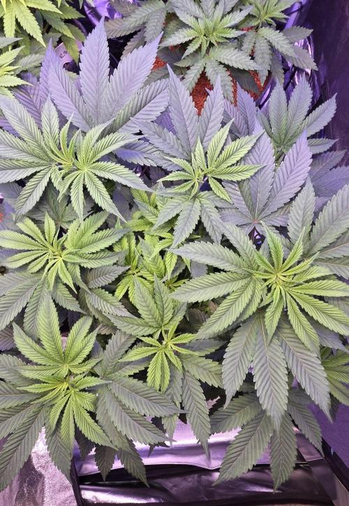 Permanent Marker - Traphouse Genetics. Week 8