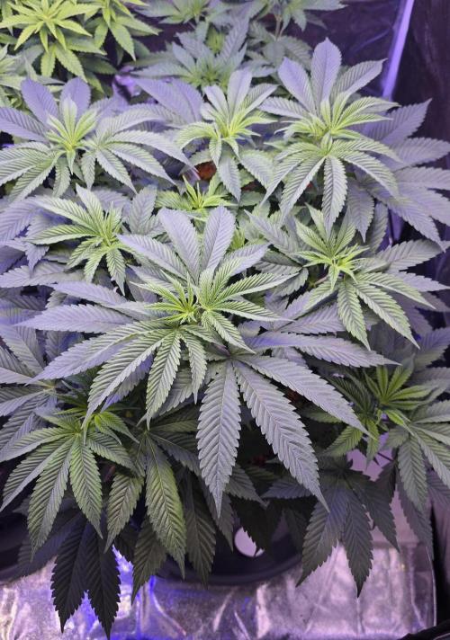 Permanent Marker - Traphouse Genetics. Week 8