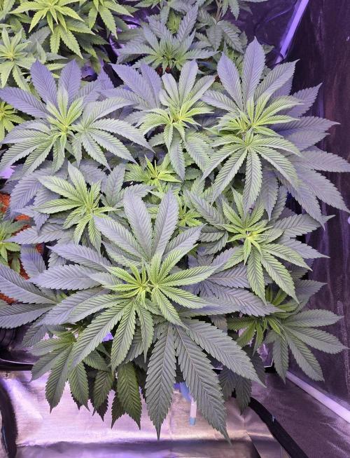 Permanent Marker - Traphouse Genetics. Week 8