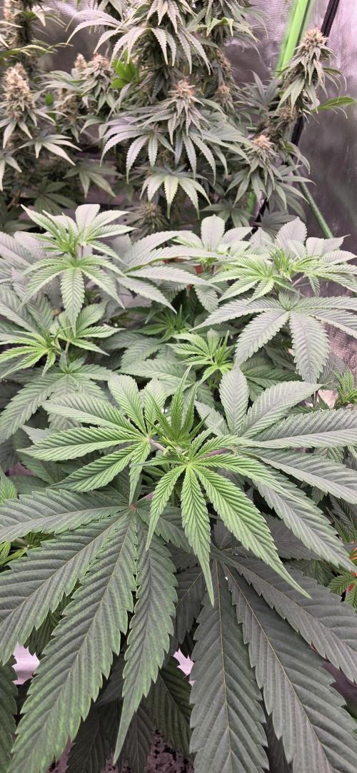 Permanent Marker - Traphouse Genetics. Week 9