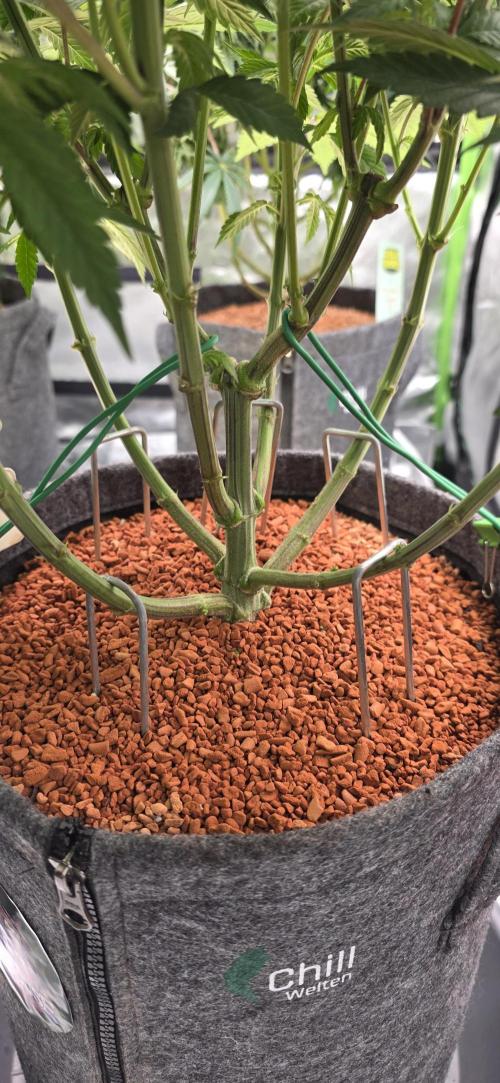Permanent Marker - Traphouse Genetics. Week 9