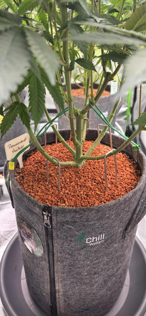 Permanent Marker - Traphouse Genetics. Week 9
