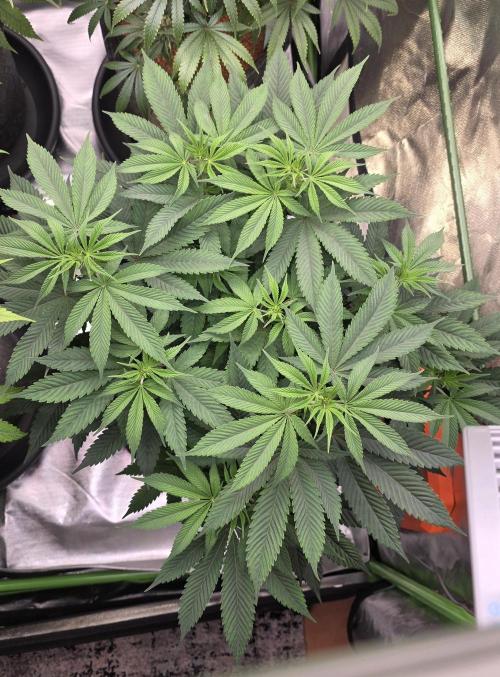 Permanent Marker - Traphouse Genetics. Week 9