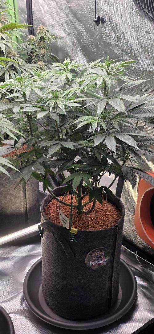 Permanent Marker - Traphouse Genetics. Week 9