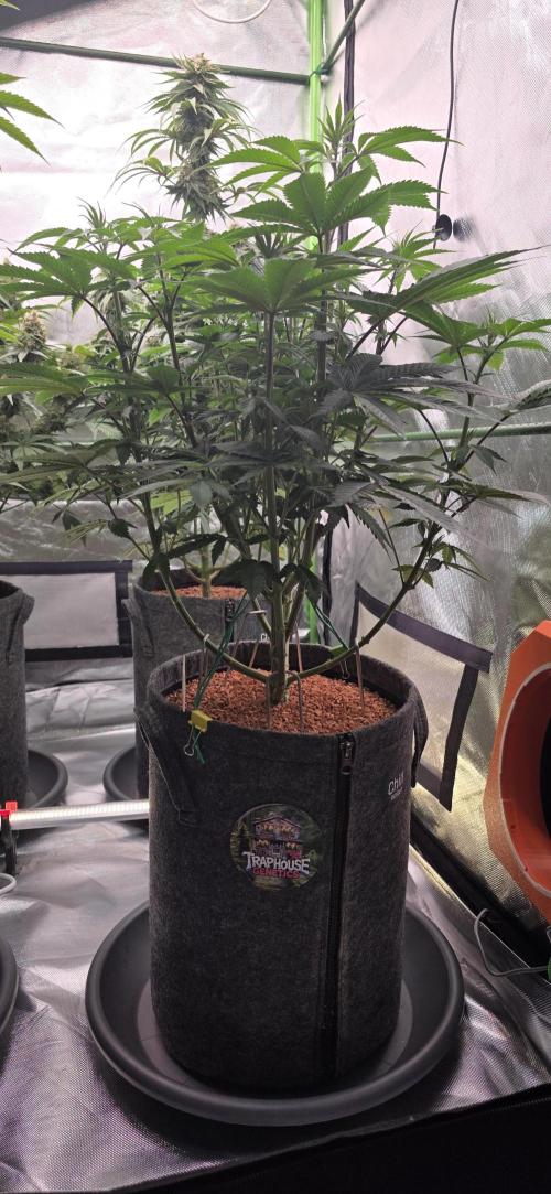 Permanent Marker - Traphouse Genetics. Week 9