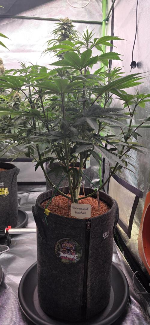 Permanent Marker - Traphouse Genetics. Week 9
