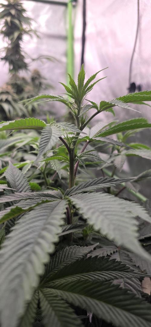 Permanent Marker - Traphouse Genetics. Week 9