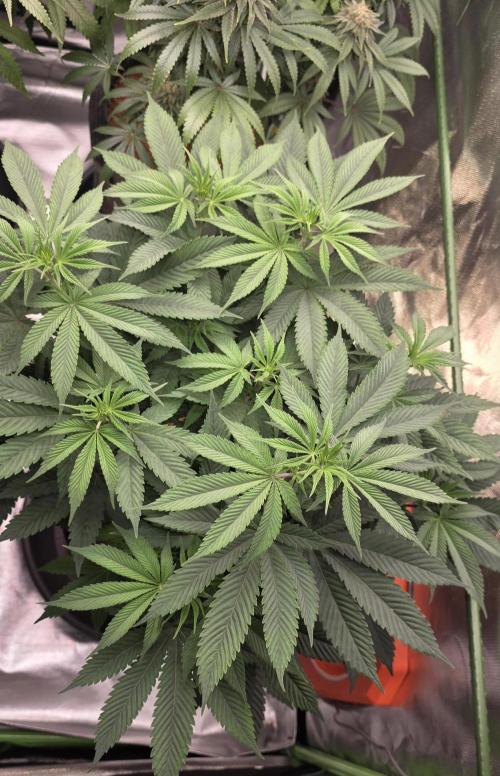 Permanent Marker - Traphouse Genetics. Week 9