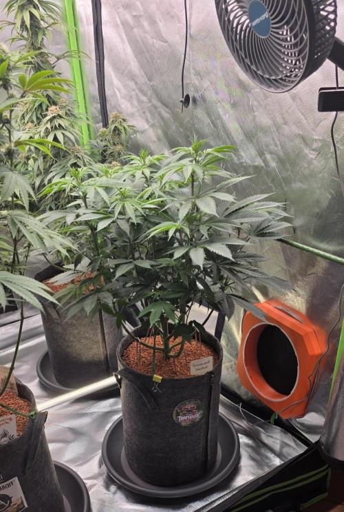 Permanent Marker - Traphouse Genetics. Week 9
