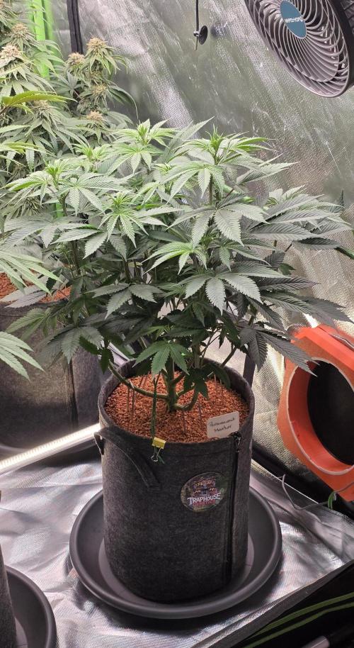 Permanent Marker - Traphouse Genetics. Week 9