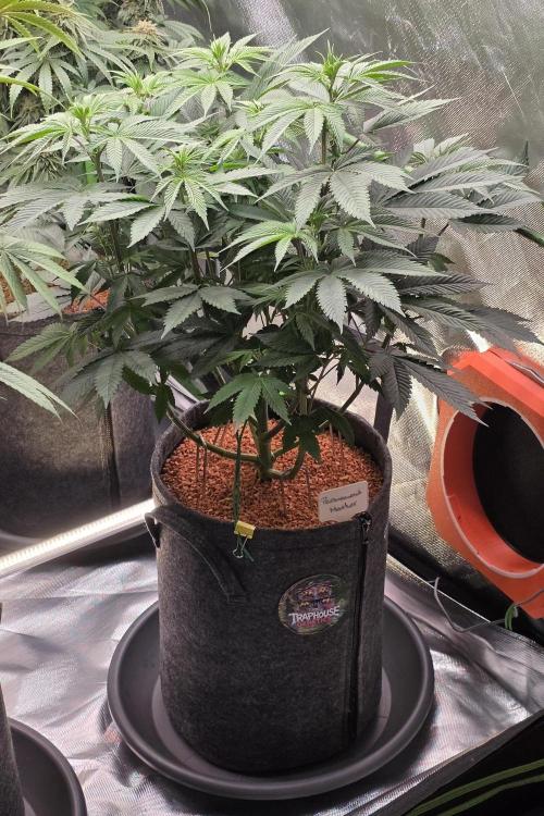 Permanent Marker - Traphouse Genetics. Week 9