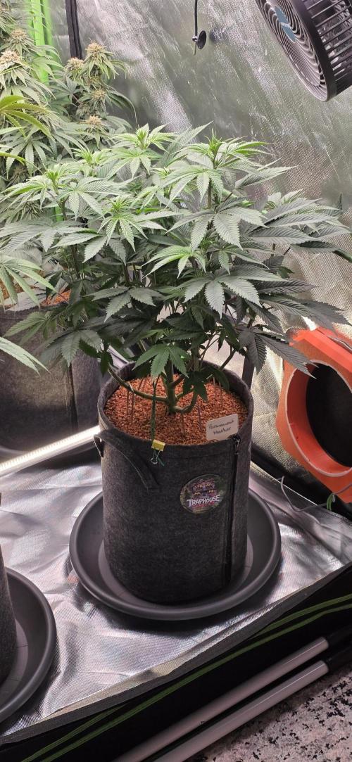 Permanent Marker - Traphouse Genetics. Week 9
