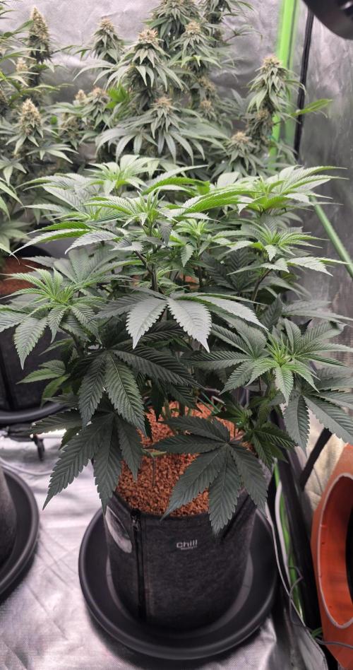 Permanent Marker - Traphouse Genetics. Week 9