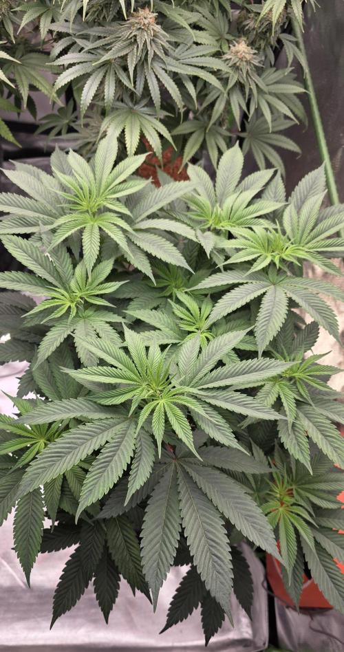 Permanent Marker - Traphouse Genetics. Week 9