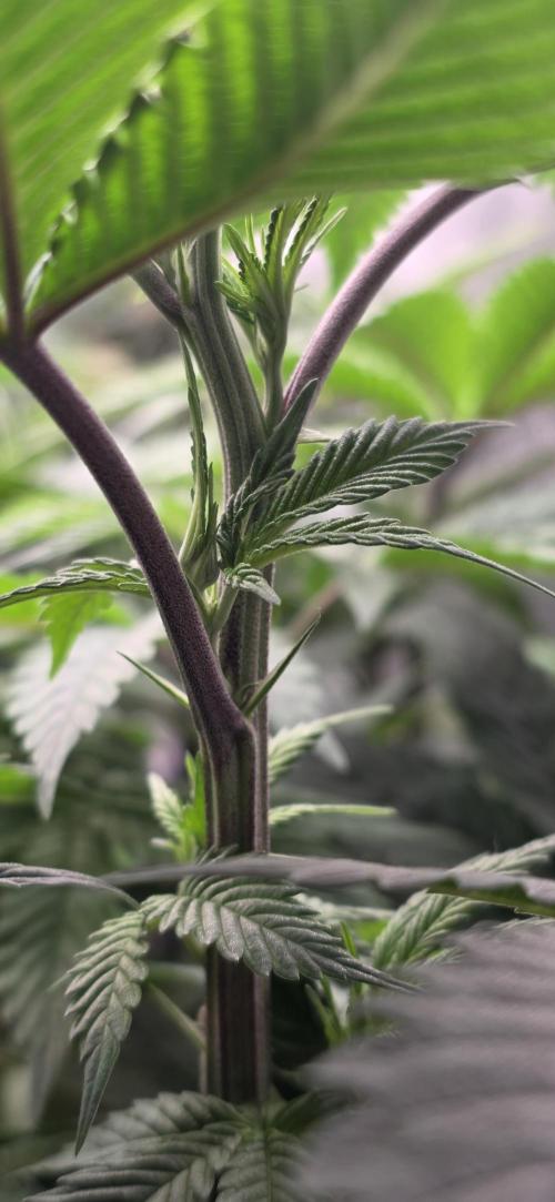 Permanent Marker - Traphouse Genetics. Week 9