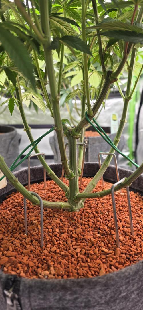 Permanent Marker - Traphouse Genetics. Week 9