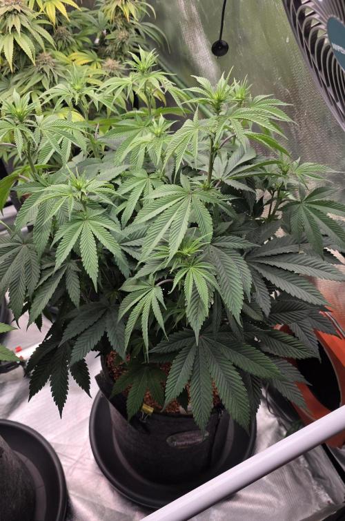 Permanent Marker - Traphouse Genetics. Week 10