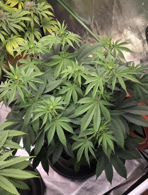Permanent Marker - Traphouse Genetics. Week 10