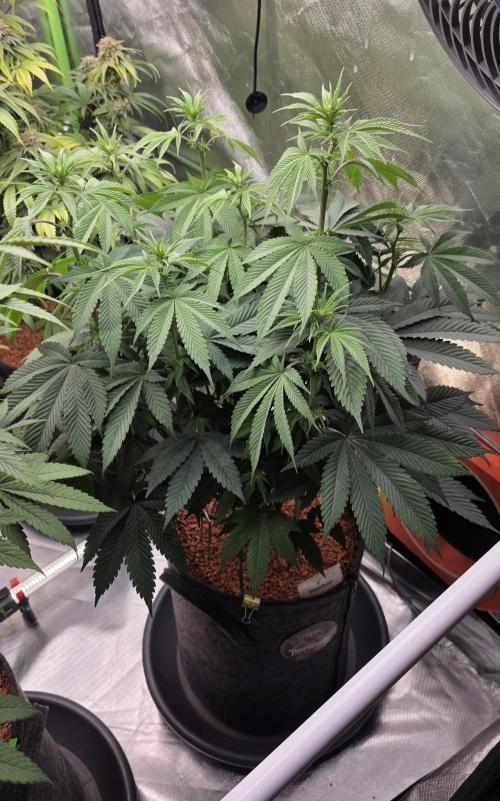 Permanent Marker - Traphouse Genetics. Week 10