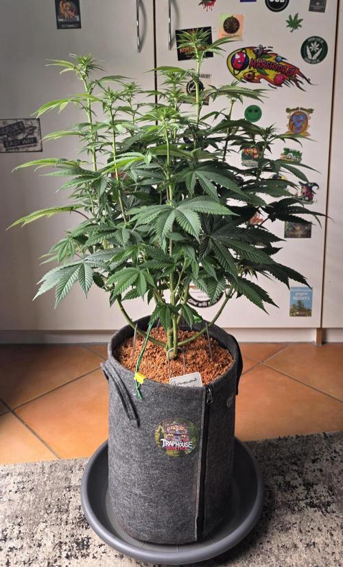 Permanent Marker - Traphouse Genetics. Week 10