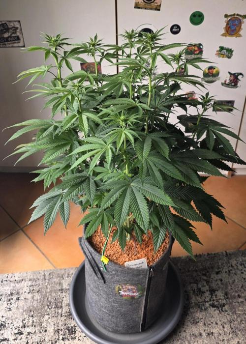 Permanent Marker - Traphouse Genetics. Week 10