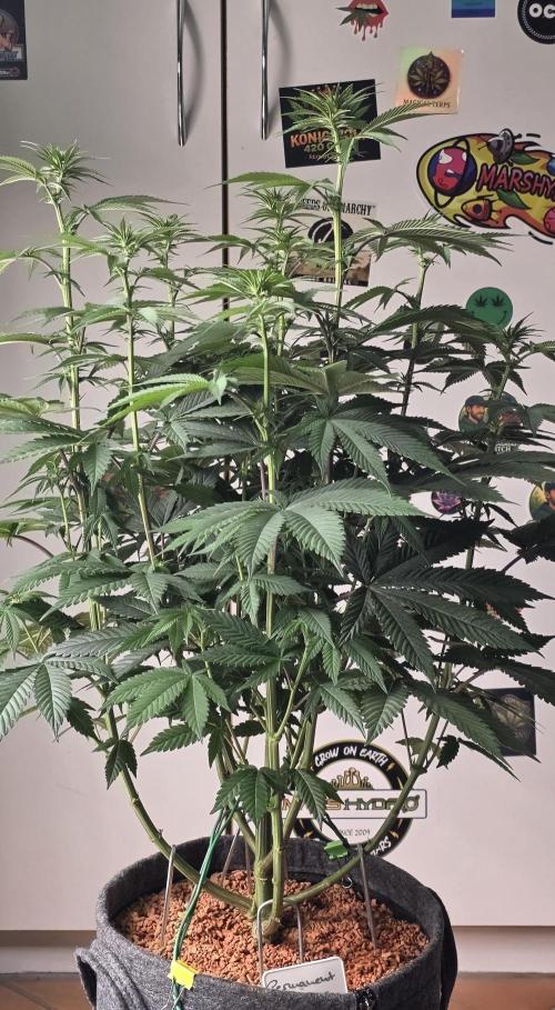 Permanent Marker - Traphouse Genetics. Week 10