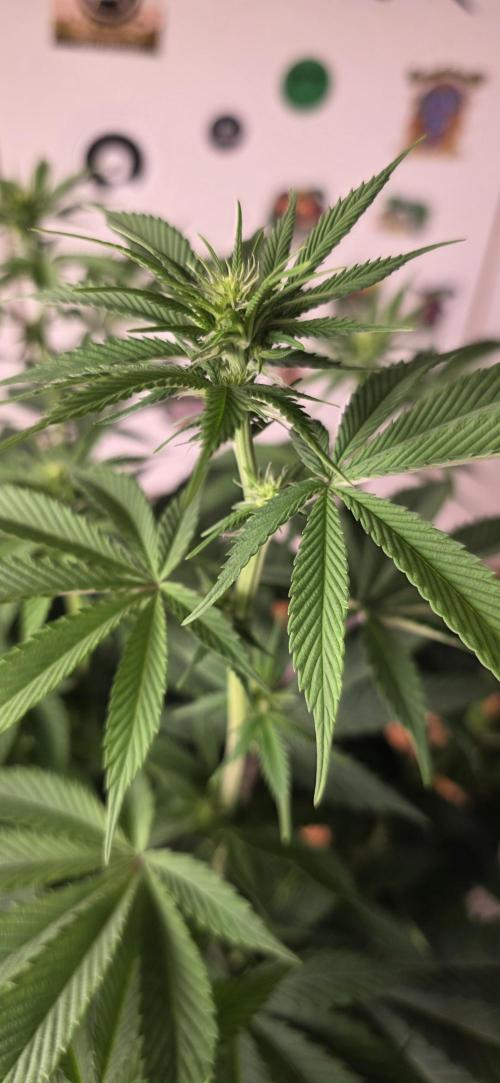 Permanent Marker - Traphouse Genetics. Week 10