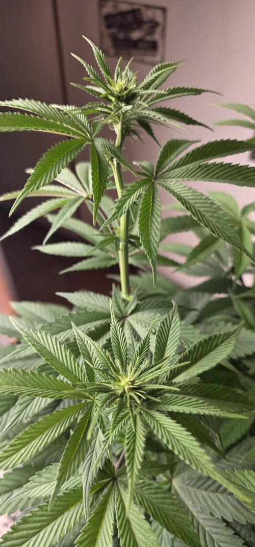 Permanent Marker - Traphouse Genetics. Week 10