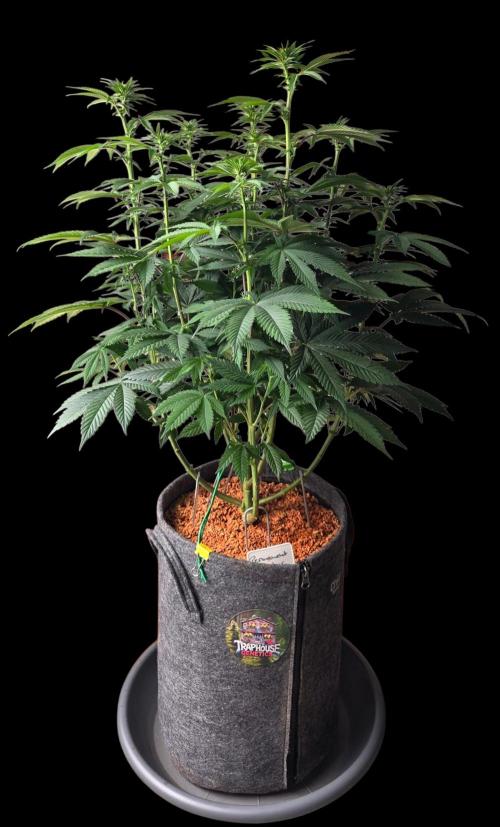 Permanent Marker - Traphouse Genetics. Week 10