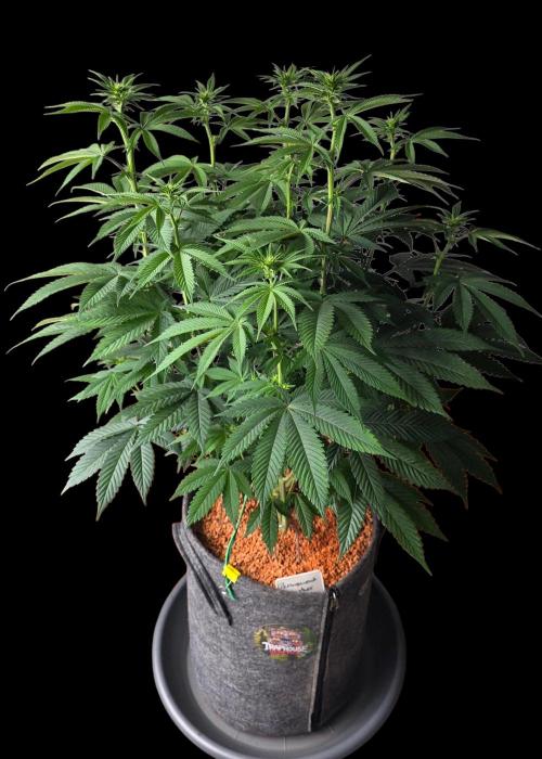 Permanent Marker - Traphouse Genetics. Week 10