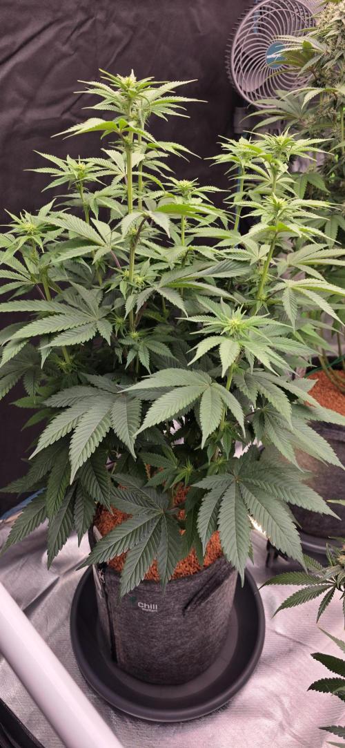 Permanent Marker - Traphouse Genetics. Week 10